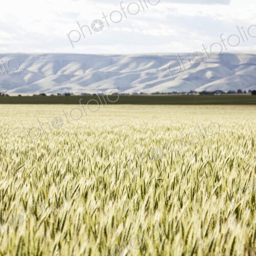 Wheat field areas of eastern Washington, USA Wheat field areas of eastern Washington, USA