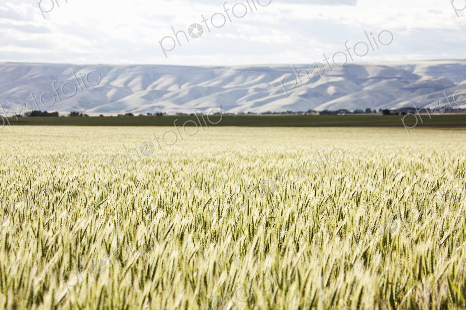 Wheat field areas of eastern Washington, USA