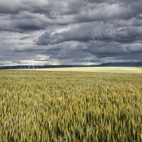 Wheat field areas of eastern Washington, USA Wheat field areas of eastern Washington, USA