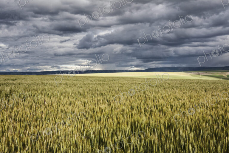 Wheat field areas of eastern Washington, USA