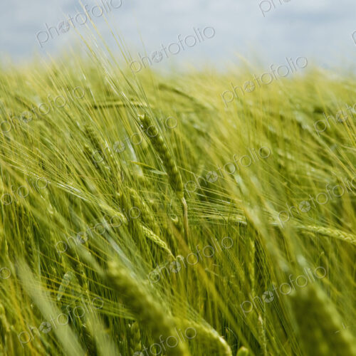Wheat in the field.