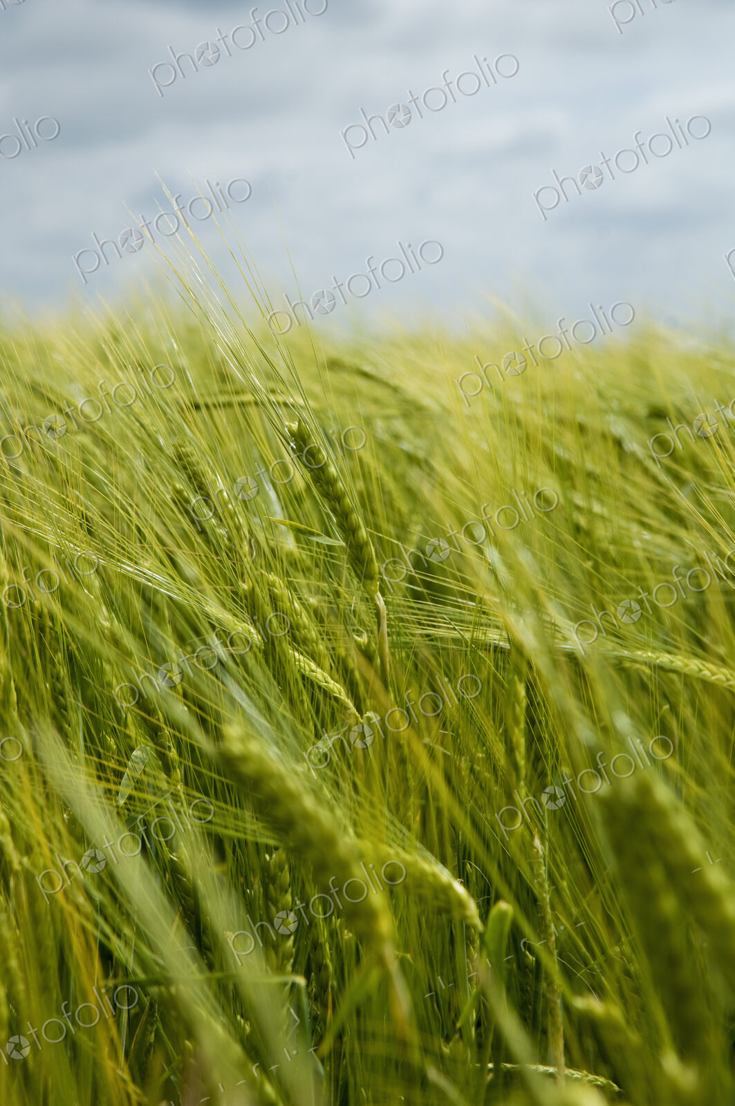Wheat in the field.