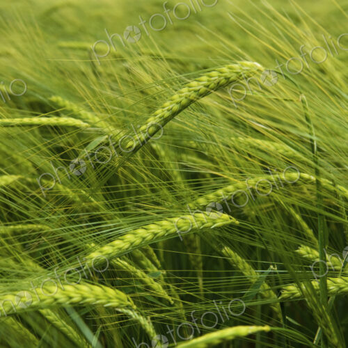 Wheat in the field.