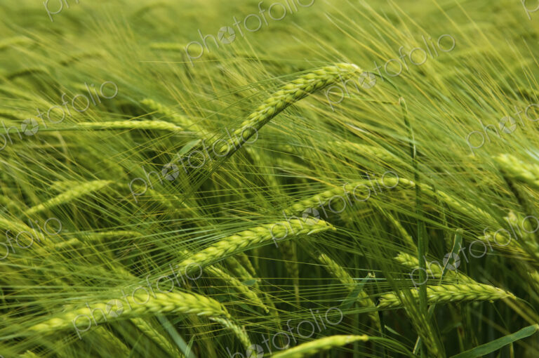 Wheat in the field.