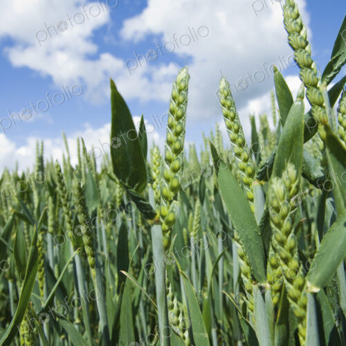 Wheat in the field.