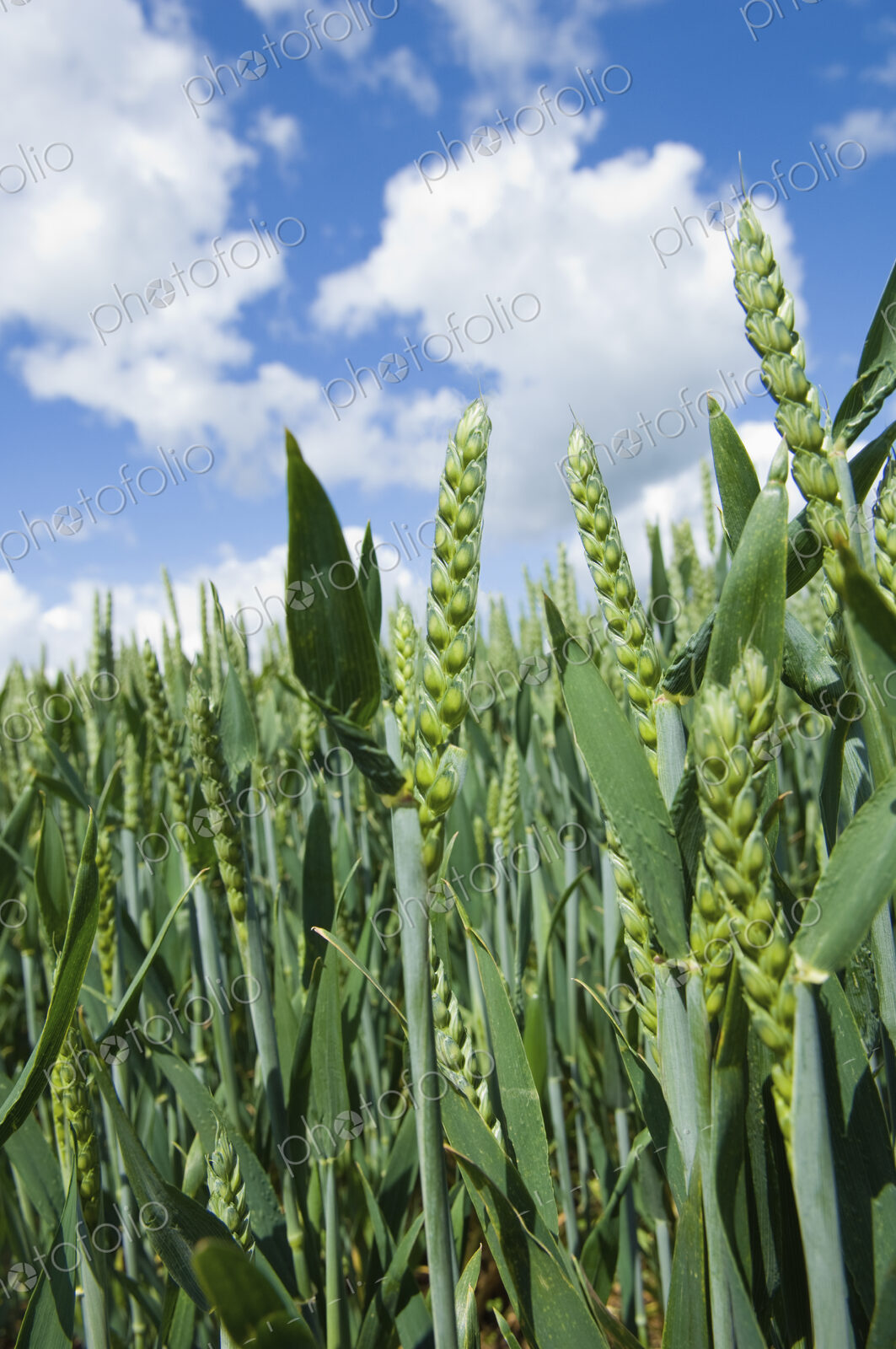 Wheat in the field.
