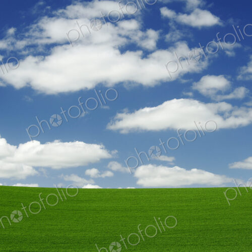 Wheatfields, green crops growing in an undulating landscape. Wheatfields, green crops growing in an undulating landscape.