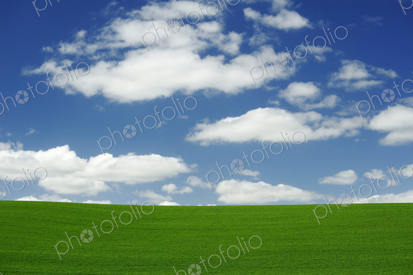 Wheatfields, green crops growing in an undulating landscape.