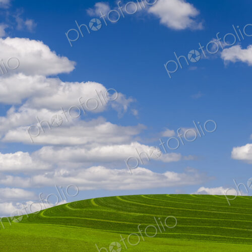 Wheatfields, green crops growing in an undulating landscape. Wheatfields, green crops growing in an undulating landscape.
