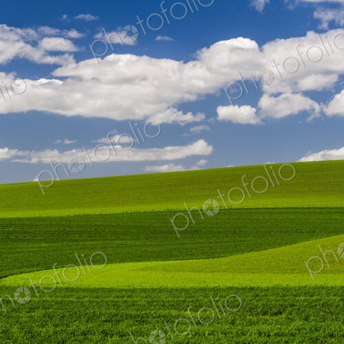 Wheatfields, green crops growing in an undulating landscape. Wheatfields, green crops growing in an undulating landscape.