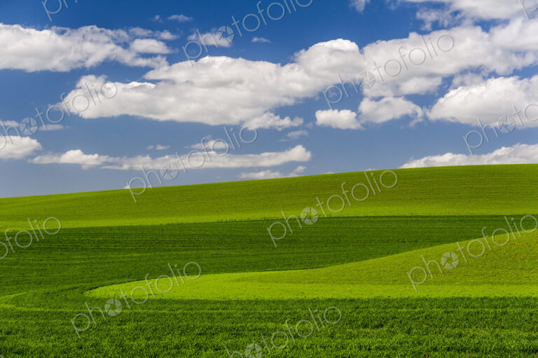 Wheatfields, green crops growing in an undulating landscape.