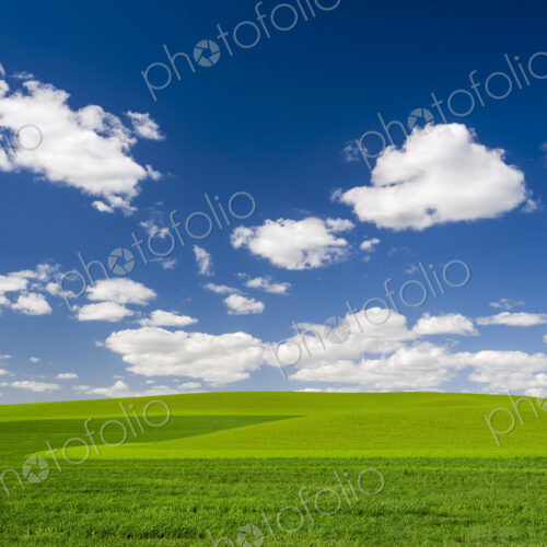 Wheatfields, green crops growing in an undulating landscape. Wheatfields, green crops growing in an undulating landscape.