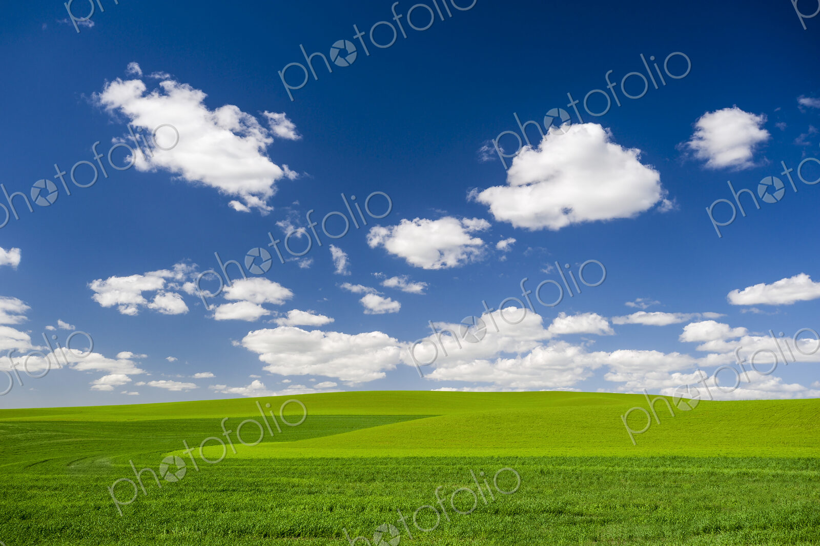 Wheatfields, green crops growing in an undulating landscape.
