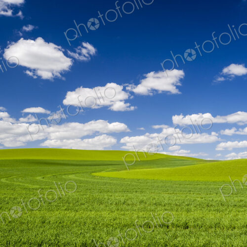 Wheatfields, green crops growing in an undulating landscape. Wheatfields, green crops growing in an undulating landscape.