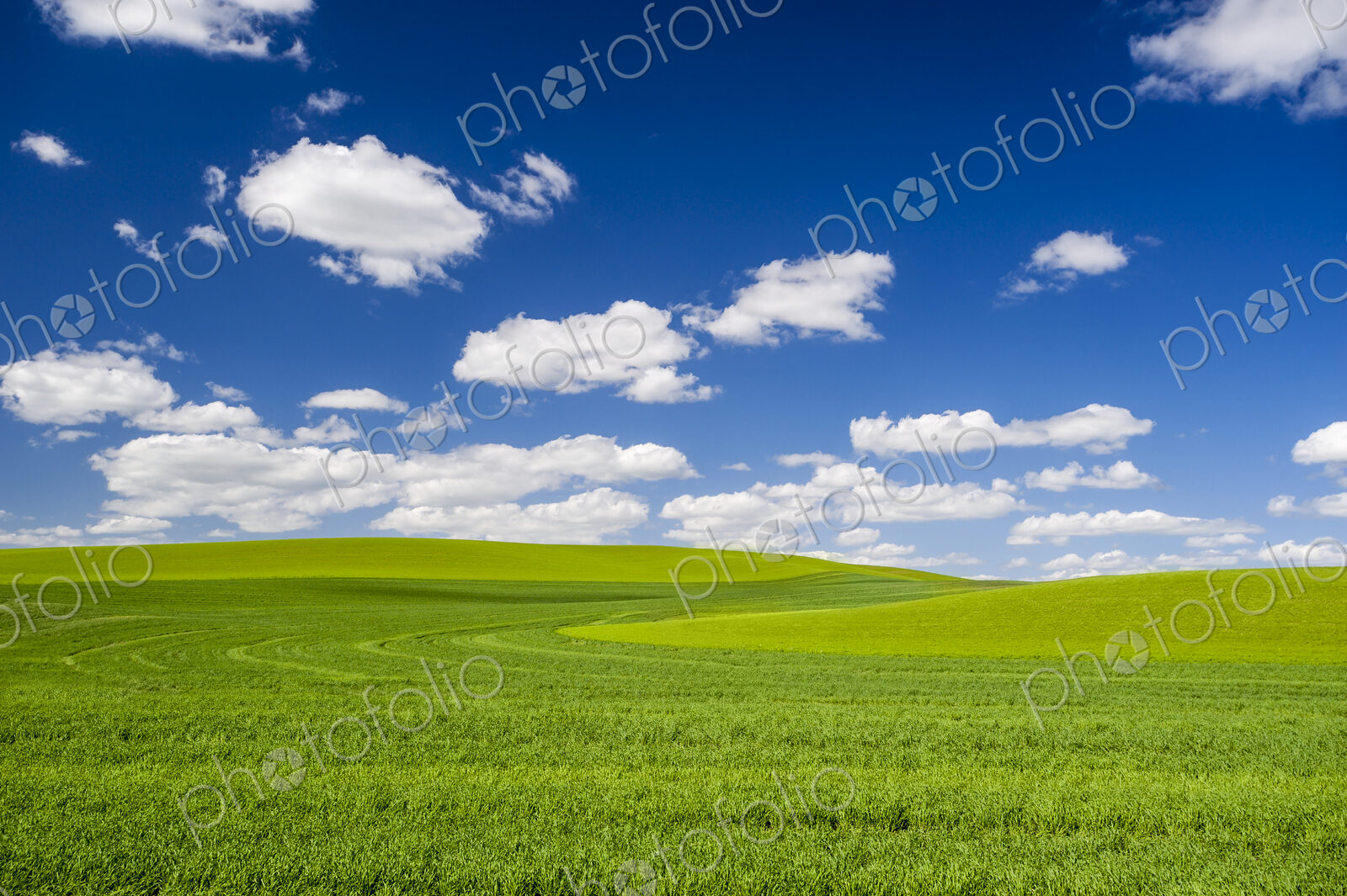 Wheatfields, green crops growing in an undulating landscape.