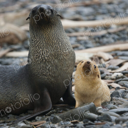 White Antarctic fur seal adult female, with a white seal pup at her side on South… White Antarctic fur seal adult female, with a white seal pup at her side on South…