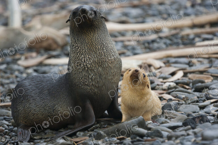 White Antarctic fur seal adult female, with a white seal pup at her side on South…