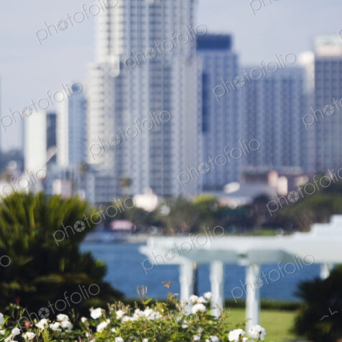 White Flowers with Skyscraper in Background