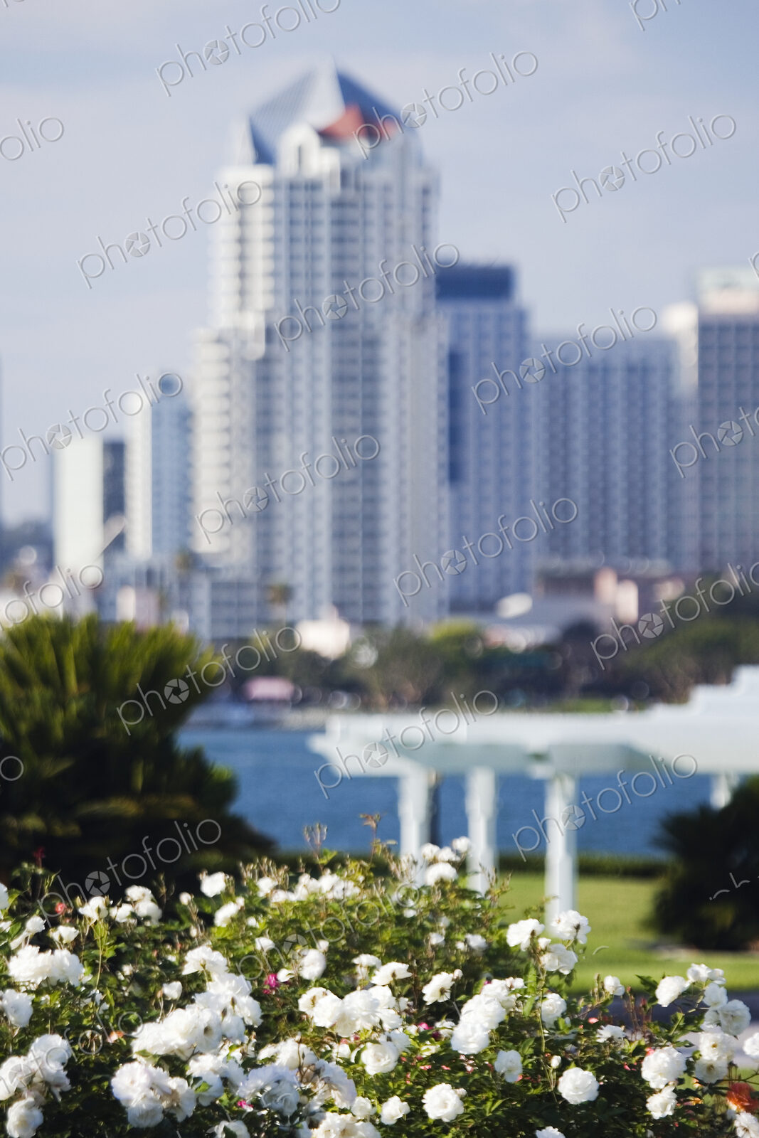 White Flowers with Skyscraper in Background