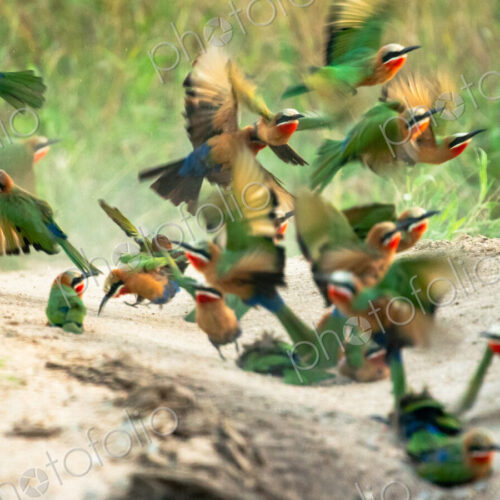 White Fronted Bee Eater, Merops bullockoides, in flight. White Fronted Bee Eater, Merops bullockoides, in flight.