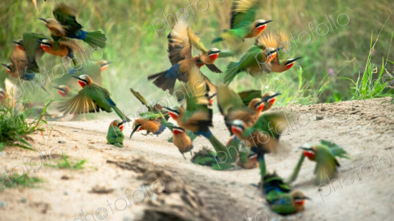White Fronted Bee Eater, Merops bullockoides, in flight.