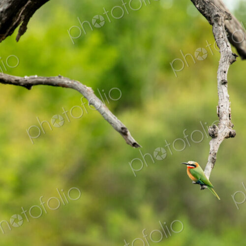 White Fronted Bee Eater, Merops bullockoides, perched on a branch. White Fronted Bee Eater, Merops bullockoides, perched on a branch.