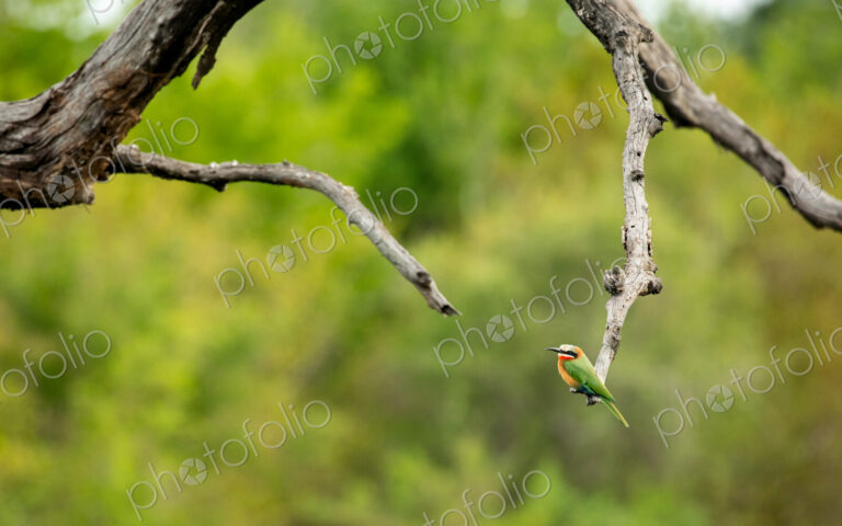 White Fronted Bee Eater, Merops bullockoides, perched on a branch.