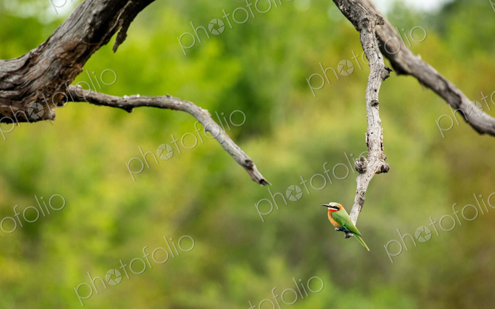 White Fronted Bee Eater, Merops bullockoides, perched on a branch.