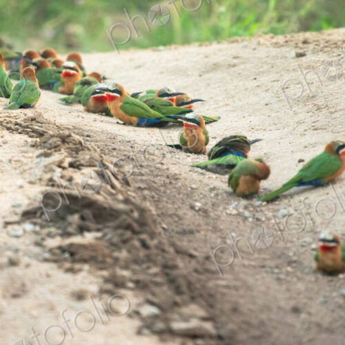 White Fronted Bee Eaters, Merops bullockoides, in a group. White Fronted Bee Eaters, Merops bullockoides, in a group.