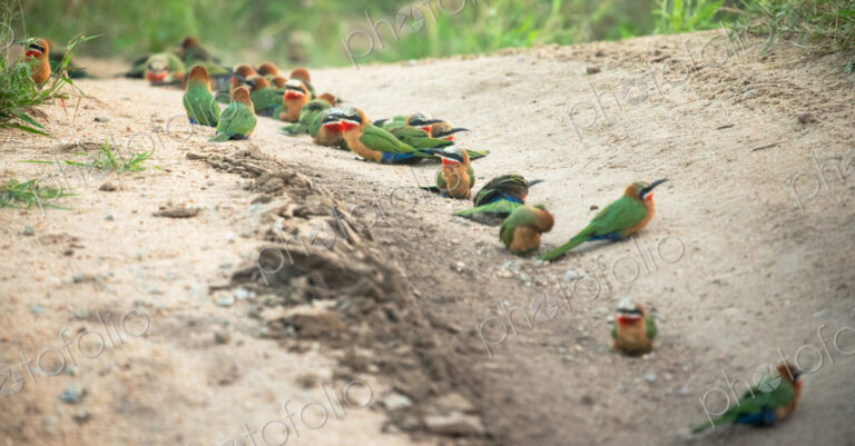 White Fronted Bee Eaters, Merops bullockoides, in a group.