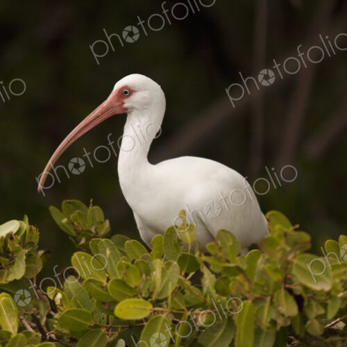 White Ibis in Mangroves. White Ibis in Mangroves.