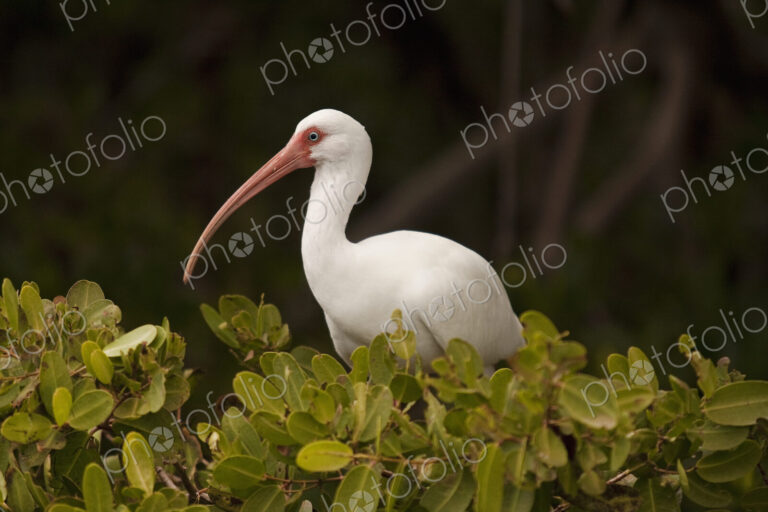 White Ibis in Mangroves.