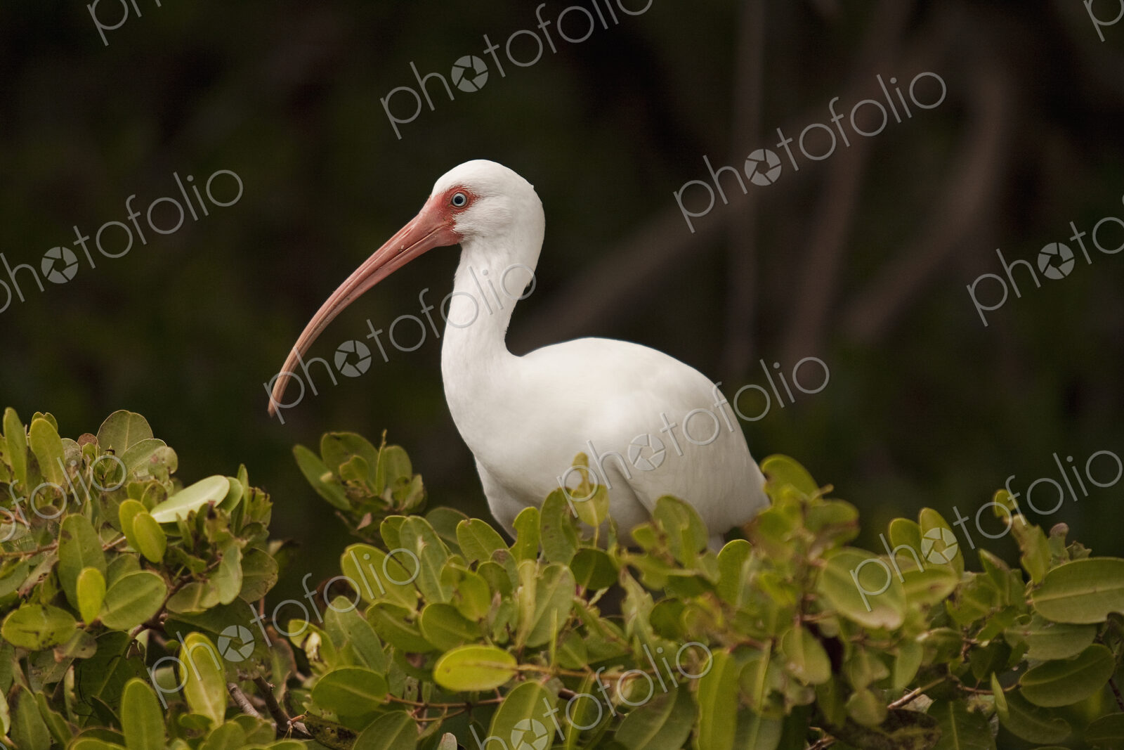 White Ibis in Mangroves.