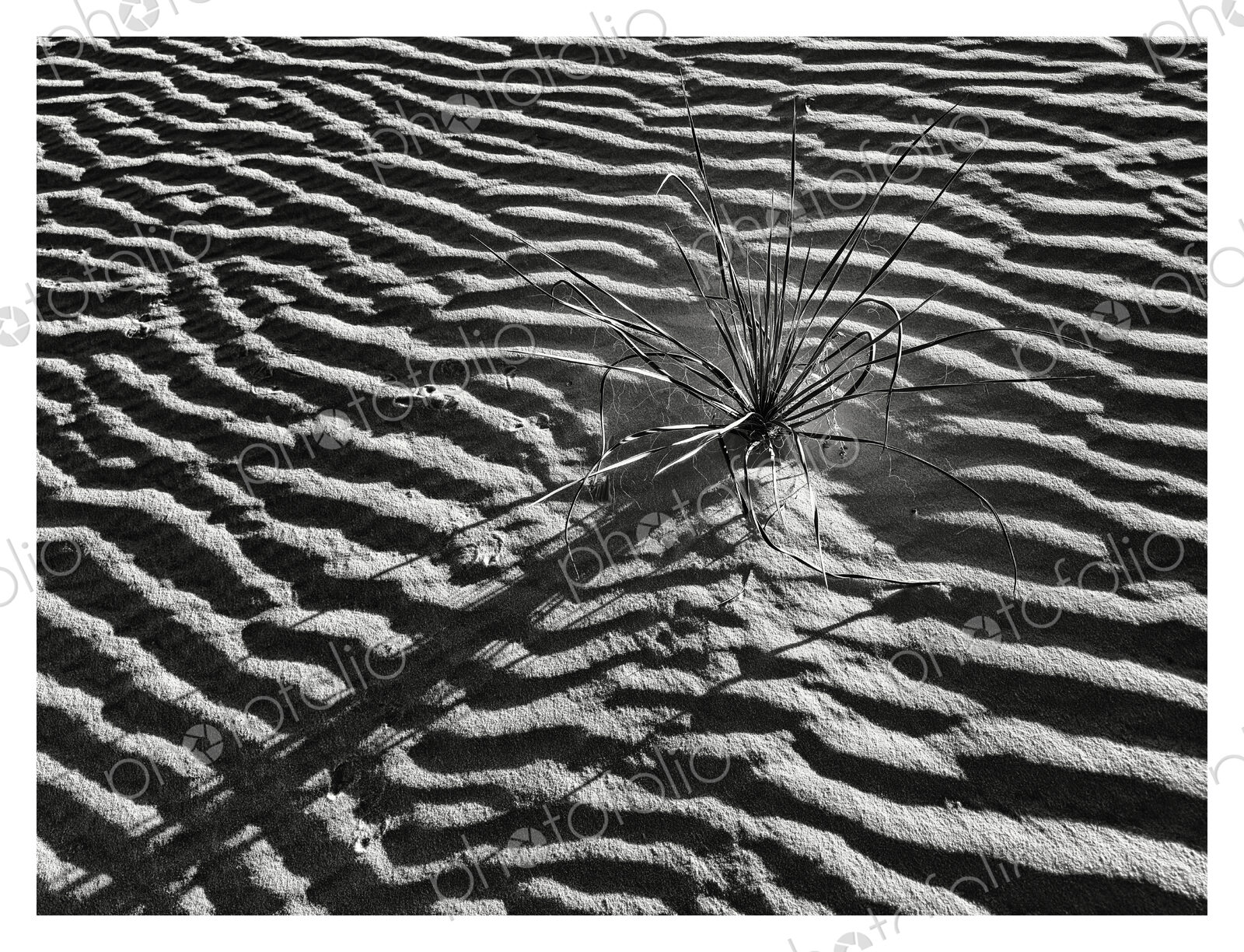White Sands NP, Alamogordo,