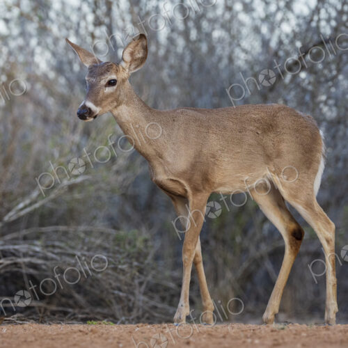 White-Tailed Deer at Dusk