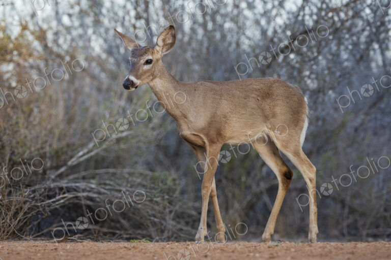 White-Tailed Deer at Dusk