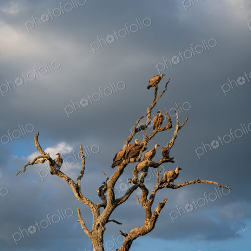 White-backed Vulture, Gyps africanus, Group. Multiple vultures perched on the bare…