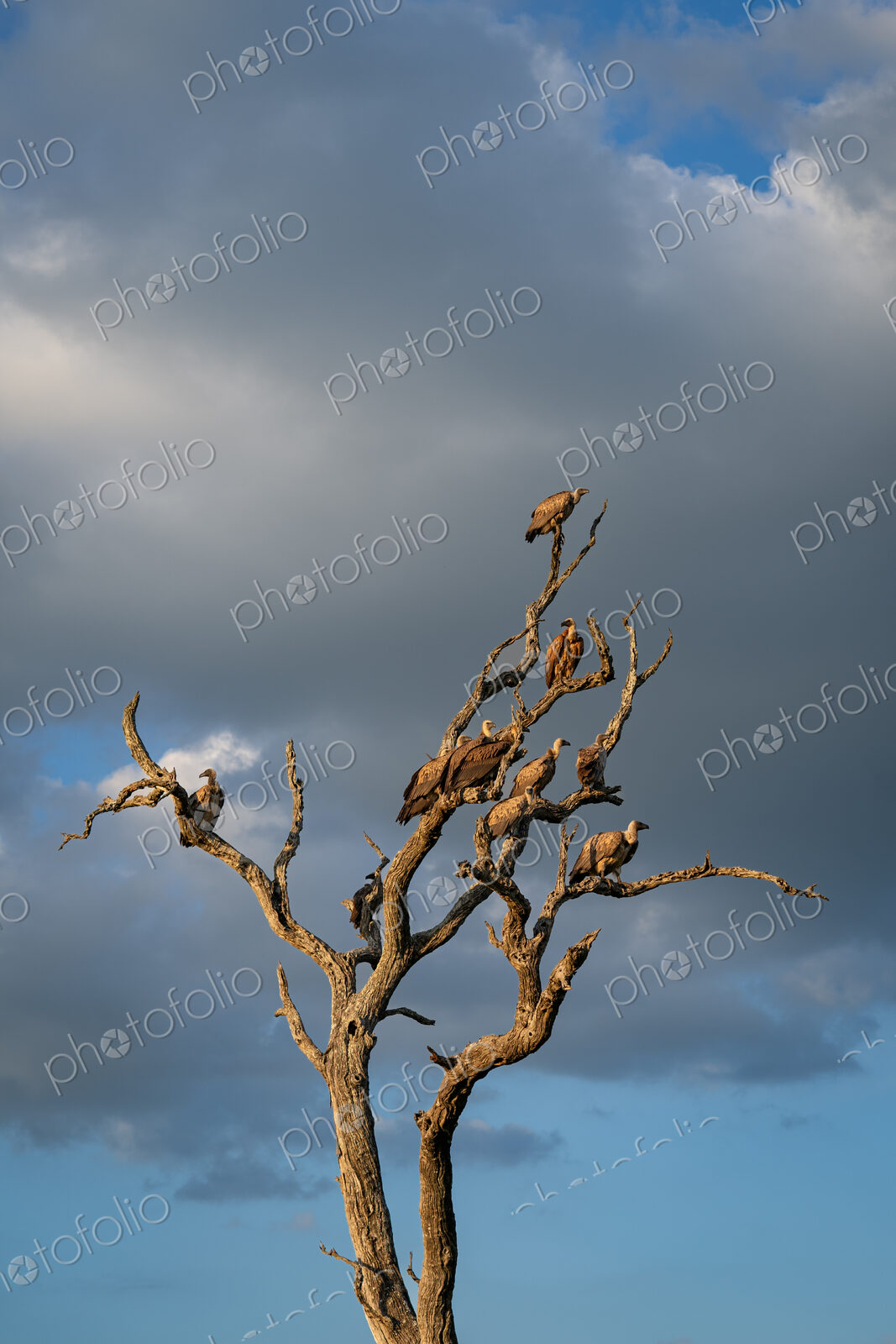 White-backed Vulture, Gyps africanus, Group. Multiple vultures perched on the bare…