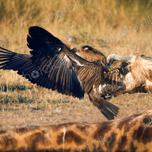 White-backed vultures, Gyps africanus, fight in the air abov e a giraffe carcass,…