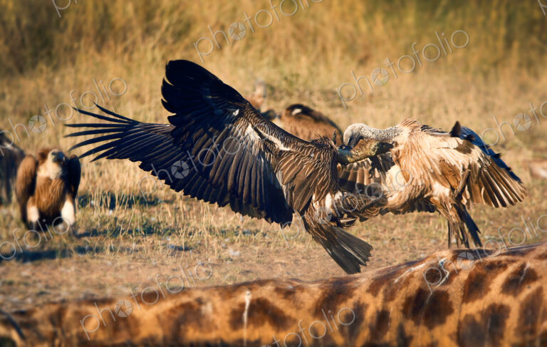 White-backed vultures, Gyps africanus, fight in the air abov e a giraffe carcass,…