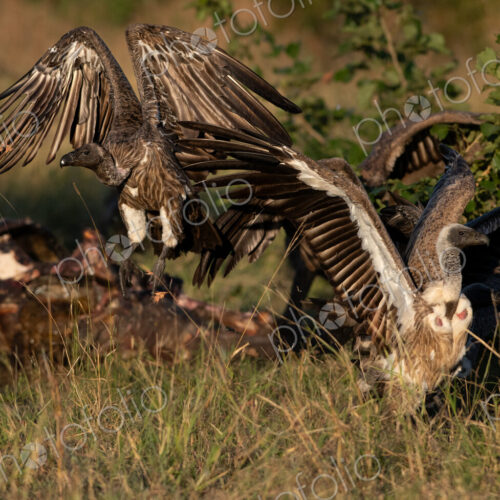White-backed vultures, Gyps africanus, in flight. White-backed vultures, Gyps africanus, in flight.