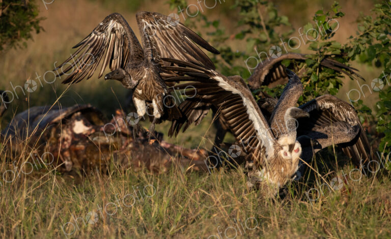 White-backed vultures, Gyps africanus, in flight.