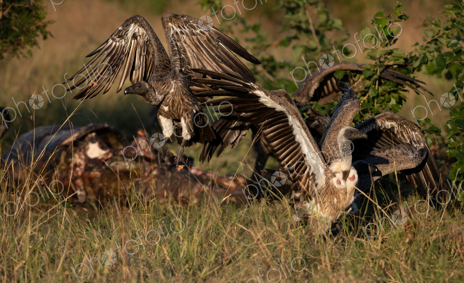 White-backed vultures, Gyps africanus, in flight.