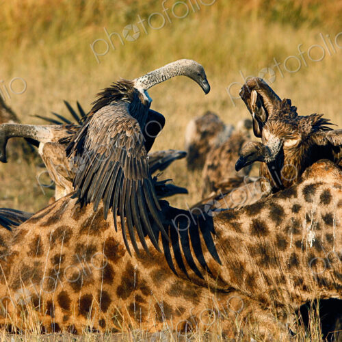 White-backed vultures, Gyps africanus, stand on a giraffe carcass, Giraffa…