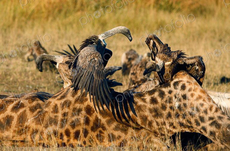 White-backed vultures, Gyps africanus, stand on a giraffe carcass, Giraffa…