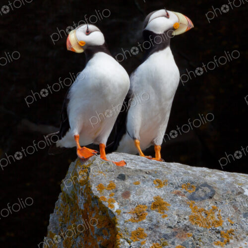 White-chested puffins, Fratercula corniculata, Horned puffins, Lake Clark National… White-chested puffins, Fratercula corniculata, Horned puffins, Lake Clark National…