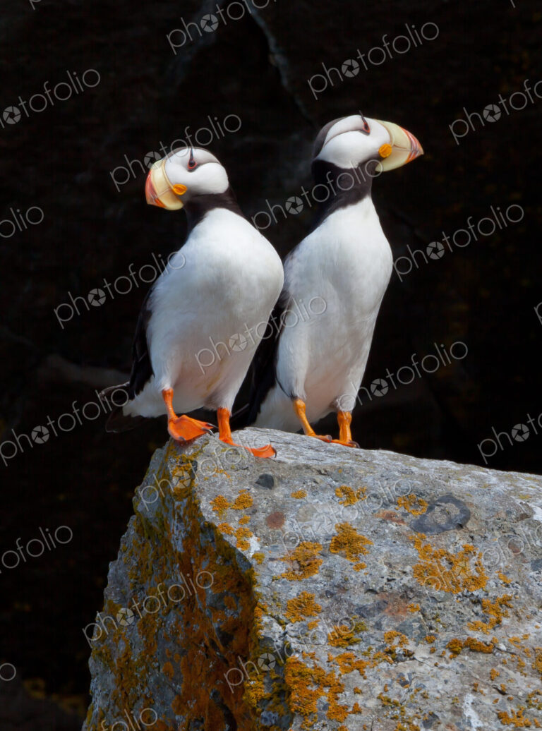 White-chested puffins, Fratercula corniculata, Horned puffins, Lake Clark National…