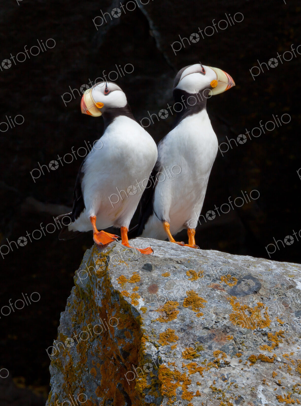 White-chested puffins, Fratercula corniculata, Horned puffins, Lake Clark National…