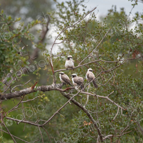 White-crowned shrikes, Lanius collurio, in a tree. White-crowned shrikes, Lanius collurio, in a tree.