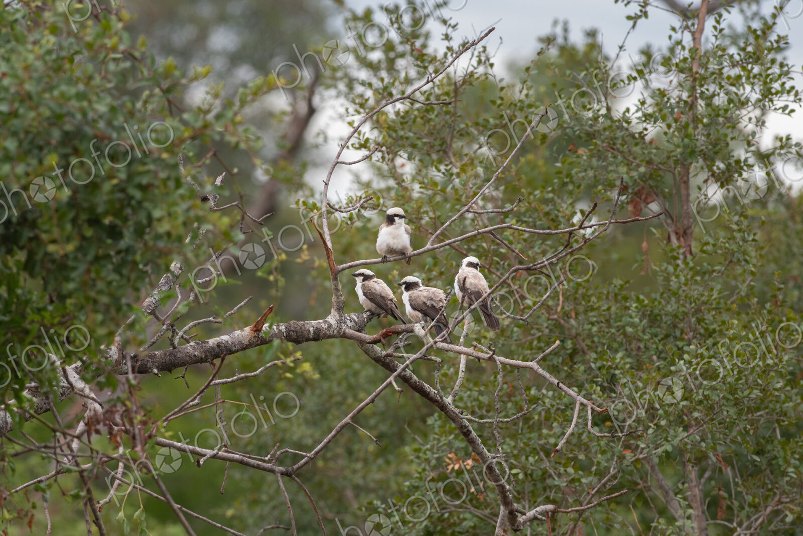 White-crowned shrikes, Lanius collurio, in a tree.
